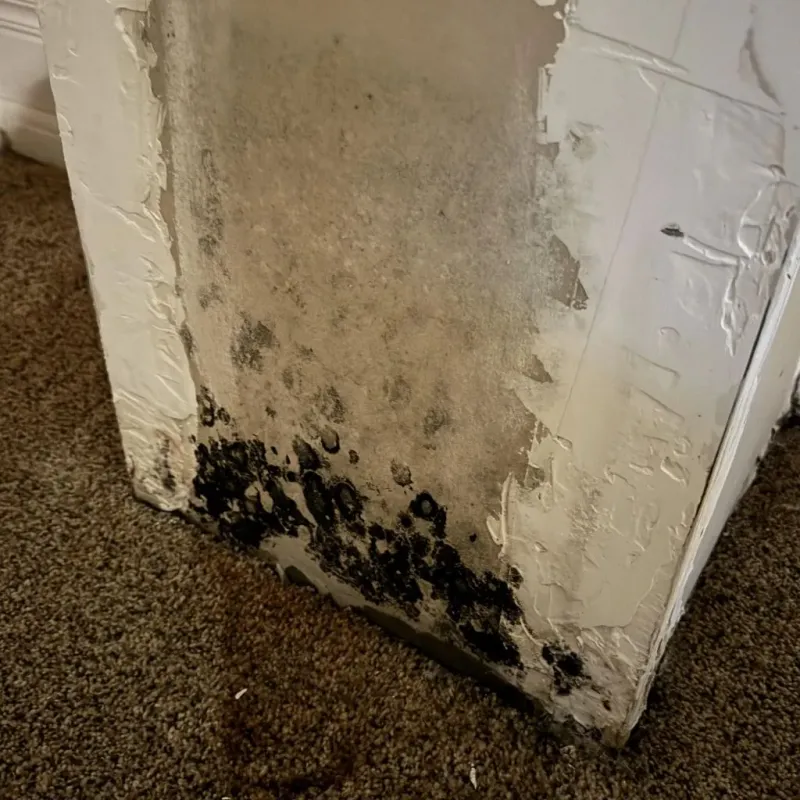 Professional Mold Removal in Griffith, IN